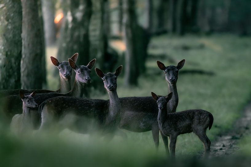 Gruppe von Damhirschen mit Jungtieren von Roy Kreeftenberg