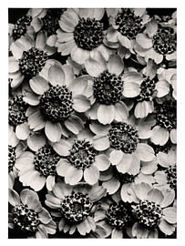 Karl Blossfeldt - Achillea Clypeolata van Old Masters