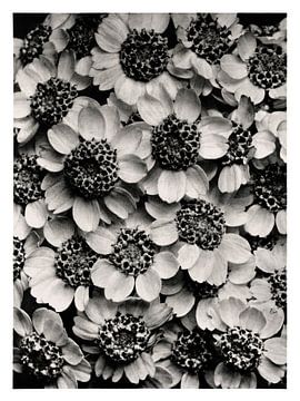 Karl Blossfeldt - Achillea Clypeolata