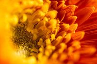 Autumn flower