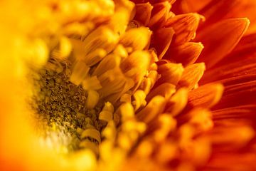 Oranje gele gerbera van Memories for life Fotografie