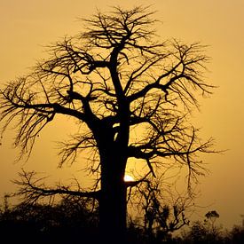 Baobabboom in de binnenlanden van Gambia van Martijn de Jonge