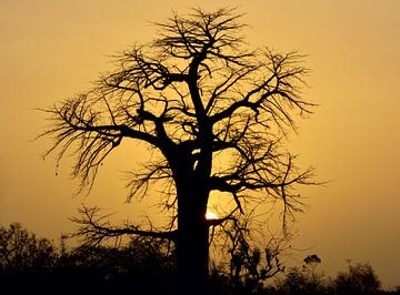 Baobab à l'intérieur de la Gambie sur Martijn de Jonge