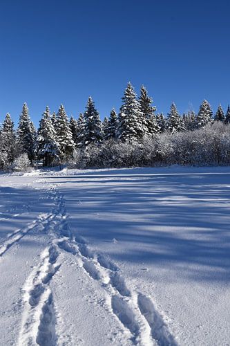 Voetafdrukken in de sneeuw