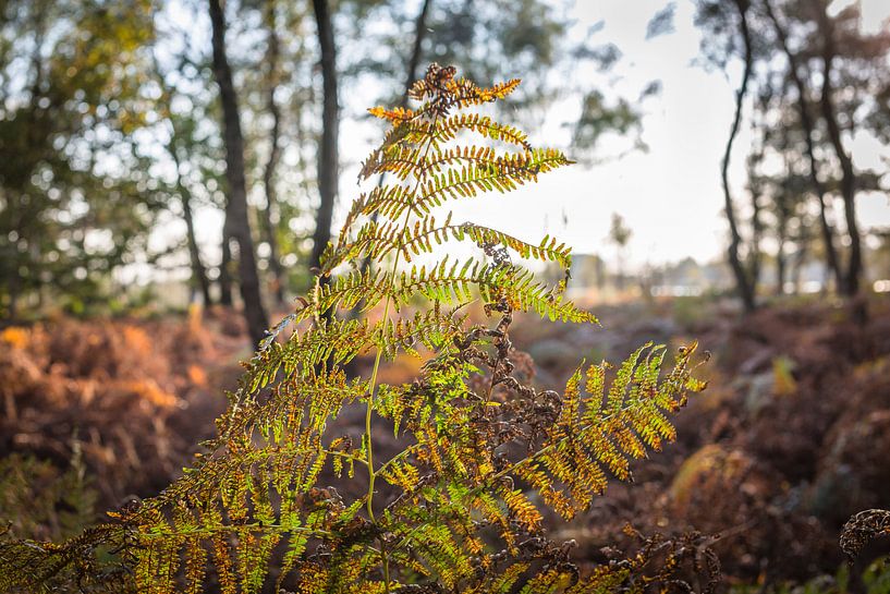 Farn fängt das letzte Sonnenlicht ein, Herbst-Nationalpark die Groote Peel von Ger Beekes