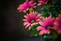 Chrysanthème rose | Fine art flowers photo