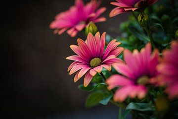 Roze Chrysant | Fine art bloemen foto van Eva Capello