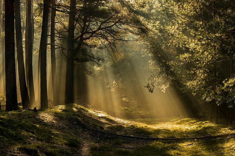 Sonnenaufgang im Wald von Heiko Lehmann
