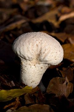 The pearl dust fungus or Lycoperdon perlatum between autumn leaves is a fungus belonging to the family Lycoperdaceae by W J Kok