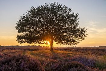 Baum in der Heidelandschaft