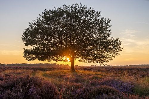 Boompje op de heide