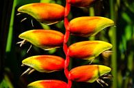 Colorful flower of heliconia false bird of paradise flower by Dieter Walther thumbnail