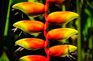 Colorful flower of heliconia false bird of paradise flower by Dieter Walther