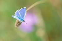 Icarus blauwtje