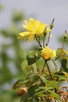 Yellow rose