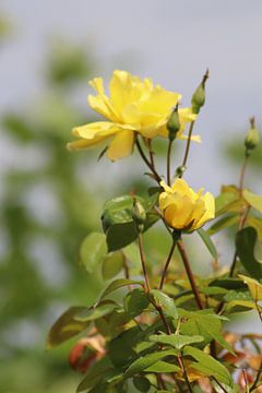 Gele roos van Monica de Roo-Peeters
