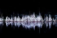 Nachtelijk riet | Abstract natuurbeeld van Henriëtte Mosselman thumbnail