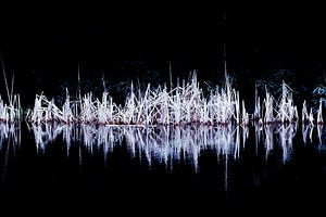 Roseau nocturne | Image abstraite de la nature sur Henriëtte Mosselman