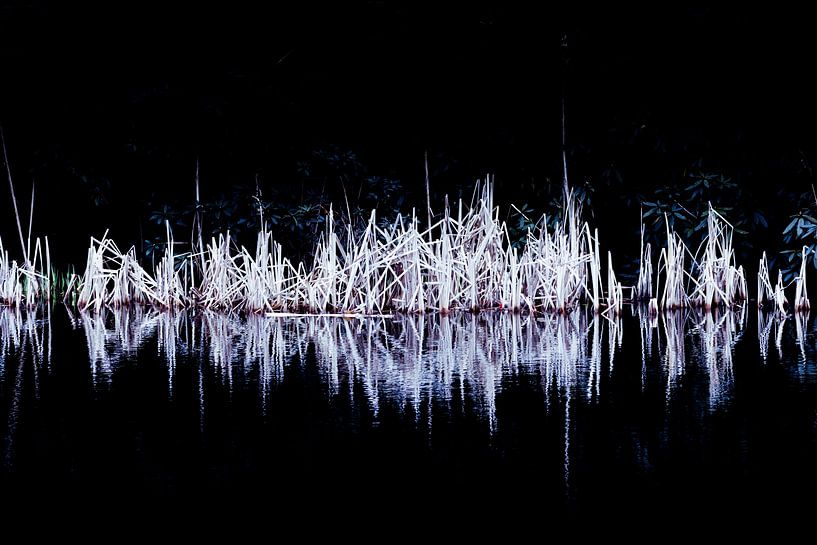 Nachtelijk riet | Abstract natuurbeeld van Henriëtte Mosselman