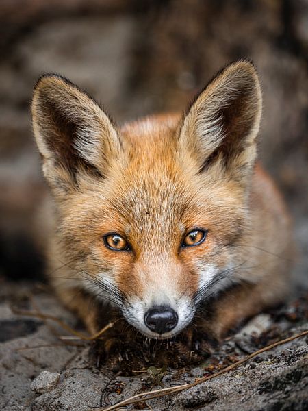 Fuchs-Porträt von Kayleigh Heppener