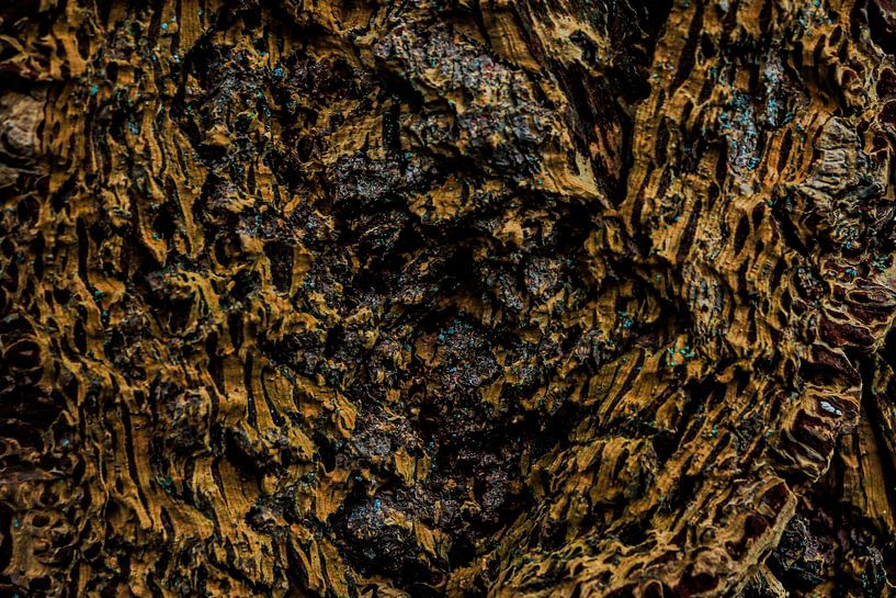 The Heart Of The Old Oak by J.H Photoart