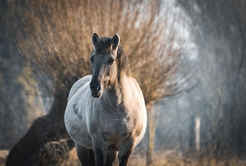 Konik horse