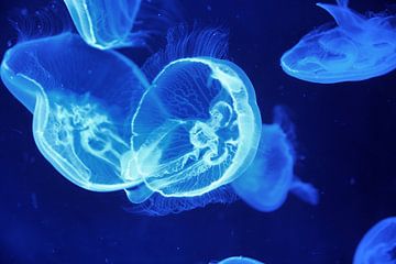 Belle méduse bleue dans l'eau sur Ramon Vloon