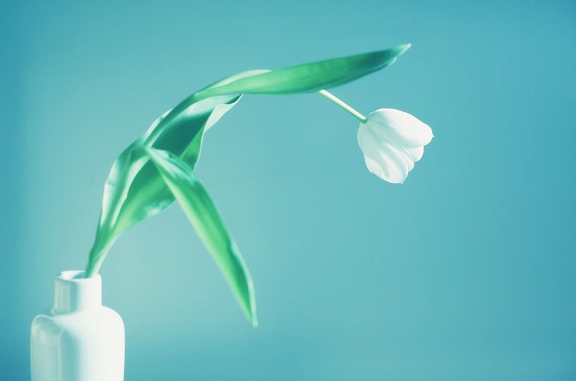 Weiße Tulpe in einer Vase von LHJB Photography