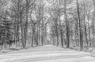 Winter in het bos van Tineke van Persie-Klein thumbnail