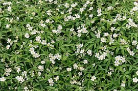 Potentilla alba