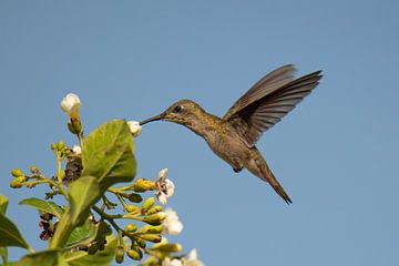 Kolibri von Pieter JF Smit