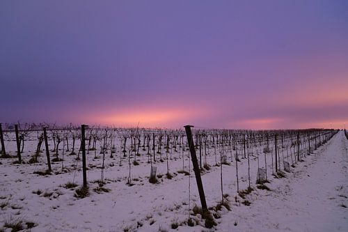 Weingarten in Lichtverschmutzung