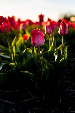 Tulpe im Frühling bei Sonnenuntergang von Linsey Aandewiel-Marijnen