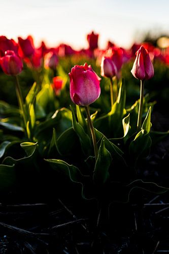 Tulp in het voorjaar tijdens zonsondergang