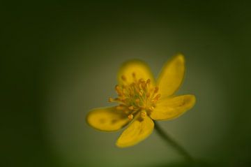 Makro einer Anemone in einem Wald in Thüringen von Alexander Ließ