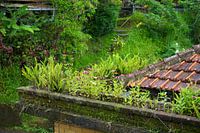 Flowers on the roof