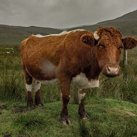 Een nieuwsgierige koe op het mooie Schotse eiland Skye van Natascha Worseling