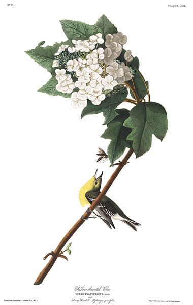 Viréo à Poitrine Jaune par Birds of America