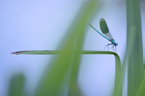 Weidebeekjuffer op een rietstengel