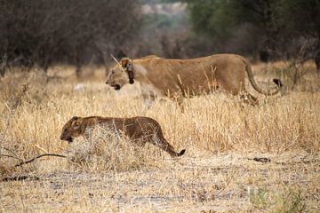 Wildtiere Tansania, Löwin und Junglöwe von Megan Schouten