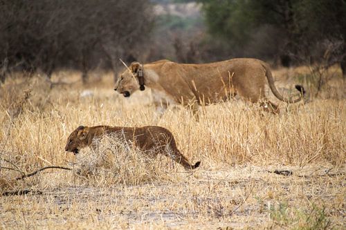 Wildlife Tanzania, lioness and cub