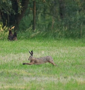Hare at Full Speed