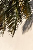 Palm leaves Curaçao