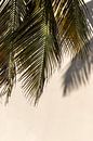 Palm leaves Curaçao by Dennis en Mariska thumbnail