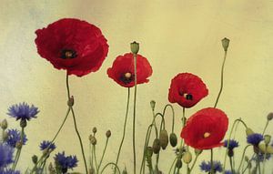 4 Poppies
