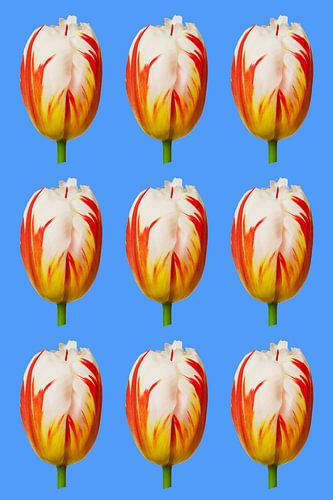 Tulpen in patroon