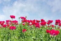 Een veld met rode papaverbloemen.