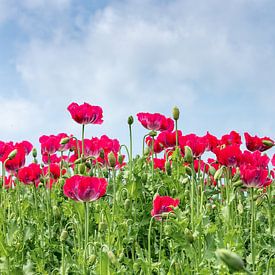 Un champ de fleurs de pavot rouge. sur Arie Storm