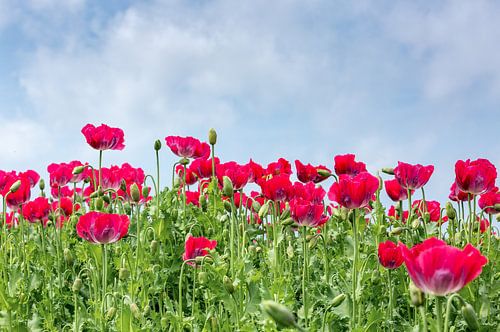 Een veld met rode papaverbloemen. van Arie Storm