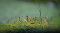 Einfach Gras von Eddie Meijer Miniaturansicht